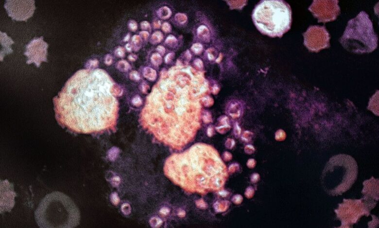 Roughly circular single-cell parasites shown surrounding and attacking several larger cells in a tissue sample.