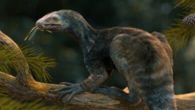 Brasil descubre criatura 'Eduardo Manostijeras' que vivió hace 230 millones de años