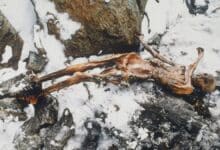 Hace 5.300 años, Ötzi, el Hombre de Hielo, pudo haberse quedado calvo y engordado antes de ser asesinado