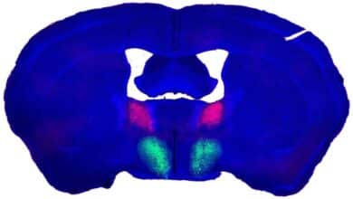 Se encuentra un 'cambio sexual' en el cerebro de ratones macho que acelera su libido