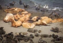Se investiga la misteriosa muerte masiva de focas en una remota isla deshabitada de Siberia