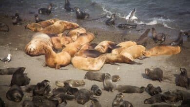 Se investiga la misteriosa muerte masiva de focas en una remota isla deshabitada de Siberia