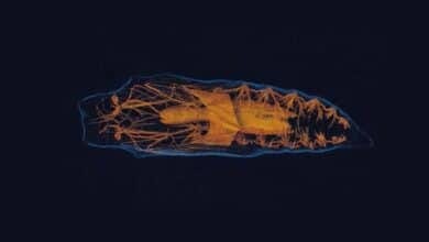 Como se derriten y reconectan los cerebros de los insectos