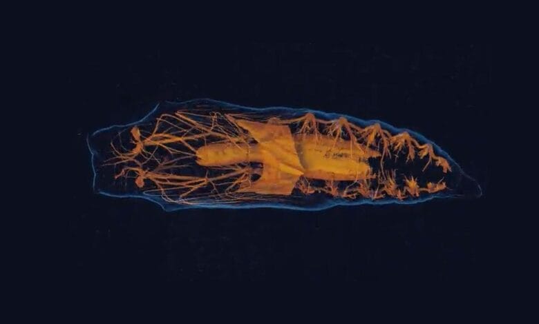 Como se derriten y reconectan los cerebros de los insectos
