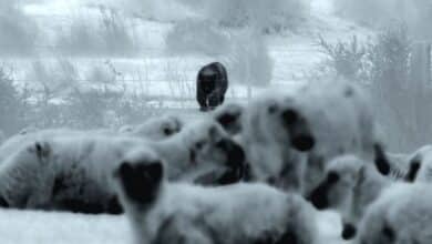 Las primeras imágenes de este tipo muestran a perros guardianes salvando ovejas del ataque de un puma en montañas oscuras