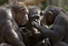 Los chimpancés utilizan tácticas militares que antes sólo se habían visto en humanos