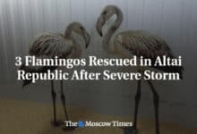 Tres flamencos rescatados tras una fuerte tormenta en la Republica