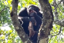 Un chimpancé alfa le roba la cena al águila en un encuentro en el bosque 'surrealista y alucinante'