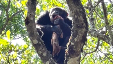 Un chimpancé alfa le roba la cena al águila en un encuentro en el bosque 'surrealista y alucinante'