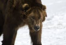 Un oso medio dormido deambula por Siberia porque hace demasiado calor para hibernar
