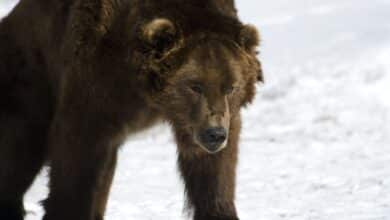 Un oso medio dormido deambula por Siberia porque hace demasiado calor para hibernar