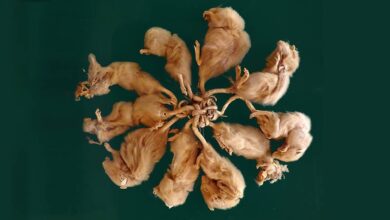 Rat King, el enredado enjambre de roedores de tus pesadillas