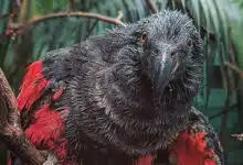 El loro de Drácula, el espectacular pájaro gótico de Nueva Guinea