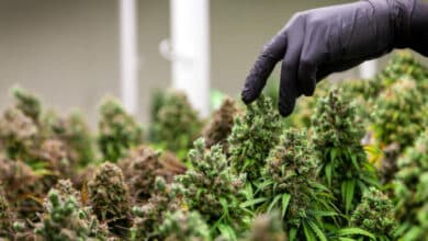Nutrición especializada para cultivos de cannabis