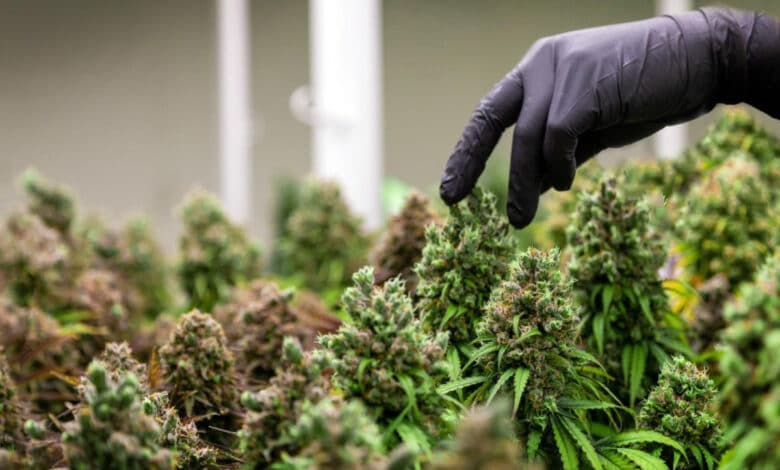 Nutrición especializada para cultivos de cannabis: Descubre los Fertilizantes Metrop 1 Nutrición especializada para cultivos de cannabis