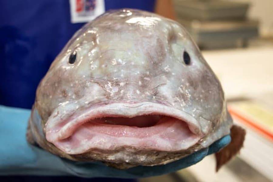 El animal más feo del mundo.