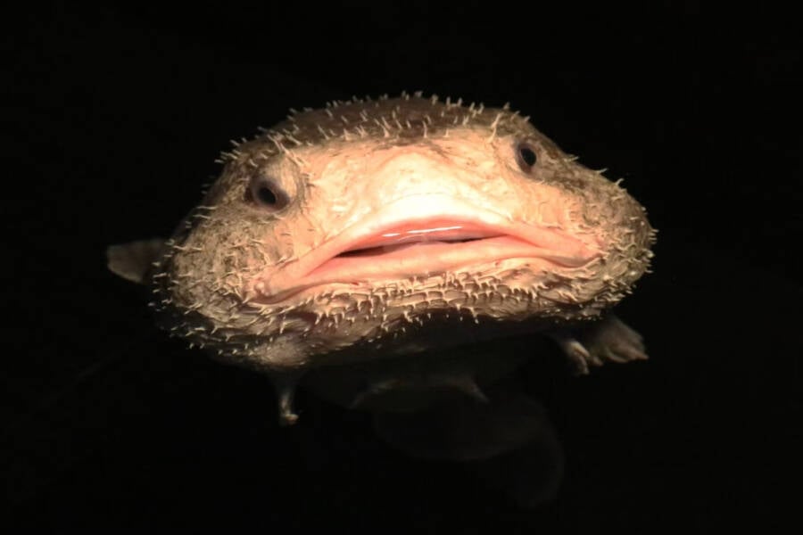 Los animales más feos del mundo en exposición