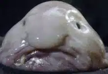 Conoce al "animal más feo del mundo": el pez globo