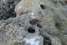 Un pájaro pequeño con la cabeza asomando por un agujero en la roca.