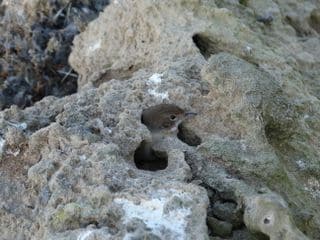 Un pájaro pequeño con la cabeza asomando por un agujero en la roca.