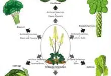 Infografía de selección artificial que utiliza la col rizada como ejemplo y muestra repollo, brócoli, coliflor, coles de Bruselas, colinabo y col rizada.