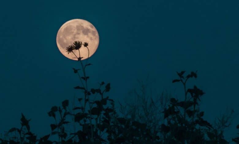 La "Luna de las Flores" de esta noche se elevará cerca de una estrella supergigante roja 1 A photograph at night of the moon with the silhouette of flowers in front of it