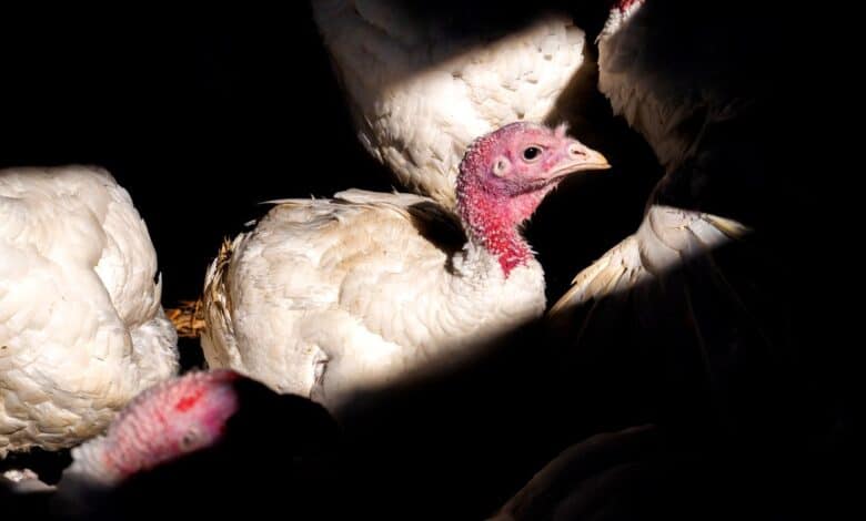La amenaza de la gripe aviar sigue creciendo