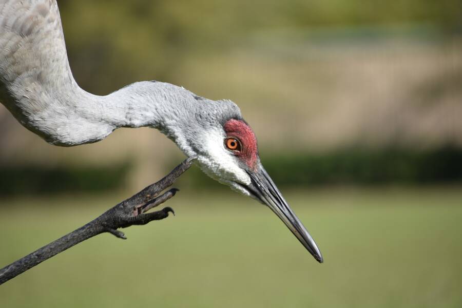 grulla canadiense
