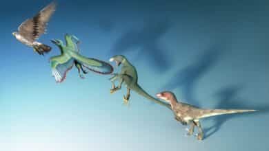 ¿Qué tan rápido ocurre la evolución? 4 An artist's rendering of the process of a dinosaur evolving into a bird