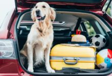 tu perro para un viaje largo