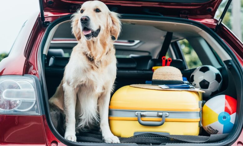 tu perro para un viaje largo