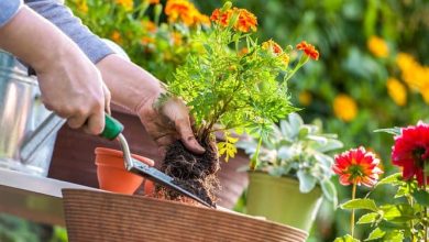 Jardinería y bricolaje en casa