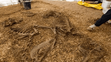 Antigua tumba celta encontrada en el Reino Unido que contiene un caballo, un carro y un jinete 2 Antigua tumba celta encontrada en el Reino Unido que contiene un caballo, un carro y un jinete