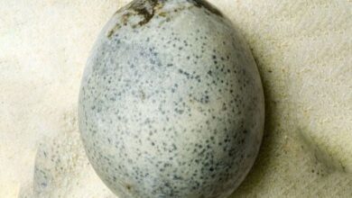 Arqueólogos descubren en Inglaterra un huevo romano de 1.700 años de antigüedad 15 Arqueólogos descubren en Inglaterra un huevo romano de 1.700 años de antigüedad