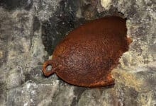 Excursionistas encuentran bomba sin detonar de la Segunda Guerra Mundial en Hawái