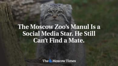 Manuel, del Zoológico de Moscú, es una estrella de las redes sociales. Todavía no puede encontrar pareja. 13 Manuel del Zoologico de Moscu es una estrella de las