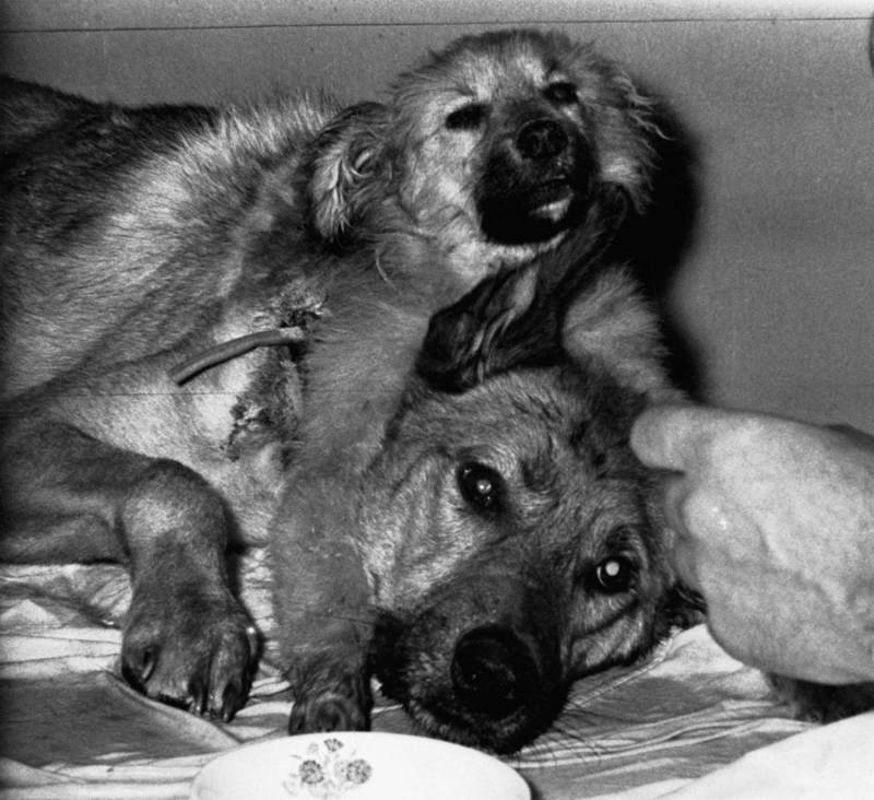 perro con dos cabezas
