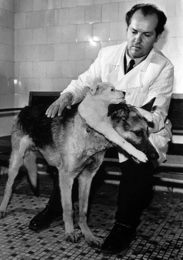 Vladimir Demikhov y su perro de dos cabezas