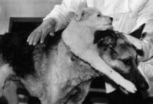 Cómo Vladimir Demikhov hizo un perro de dos cabezas