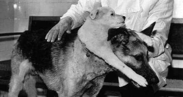 Cómo Vladimir Demikhov hizo un perro de dos cabezas