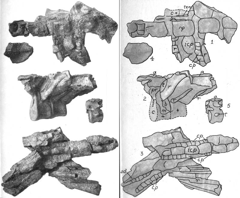 Nodosaurus, un dinosaurio acorazado que se alimentaba de helechos 2 Fósil de nodosaurio de William Harold Reed