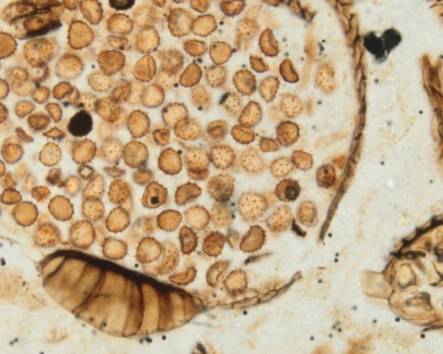 Nodosaurus, un dinosaurio acorazado que se alimentaba de helechos 4 células de helecho
