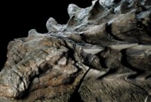 Nodosaurus, un dinosaurio acorazado que se alimentaba de helechos 10 Nodosaurus, un dinosaurio acorazado que se alimentaba de helechos