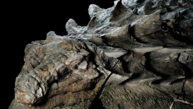 Nodosaurus, un dinosaurio acorazado que se alimentaba de helechos