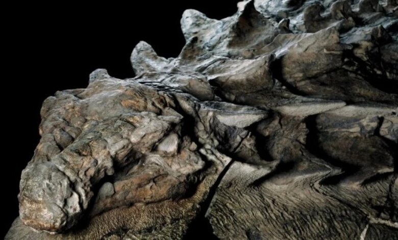 Nodosaurus, un dinosaurio acorazado que se alimentaba de helechos 1 Nodosaurus, un dinosaurio acorazado que se alimentaba de helechos
