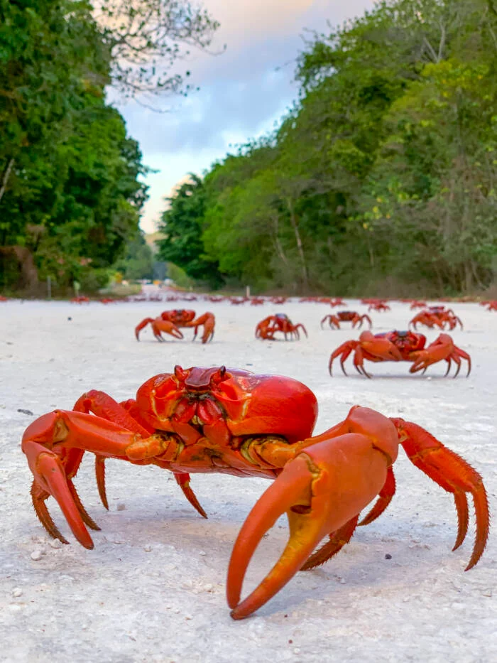 Cangrejo rojo de la isla de Navidad