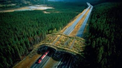 Wildlife Crossing: 25 increíbles puentes de animales de todo el mundo