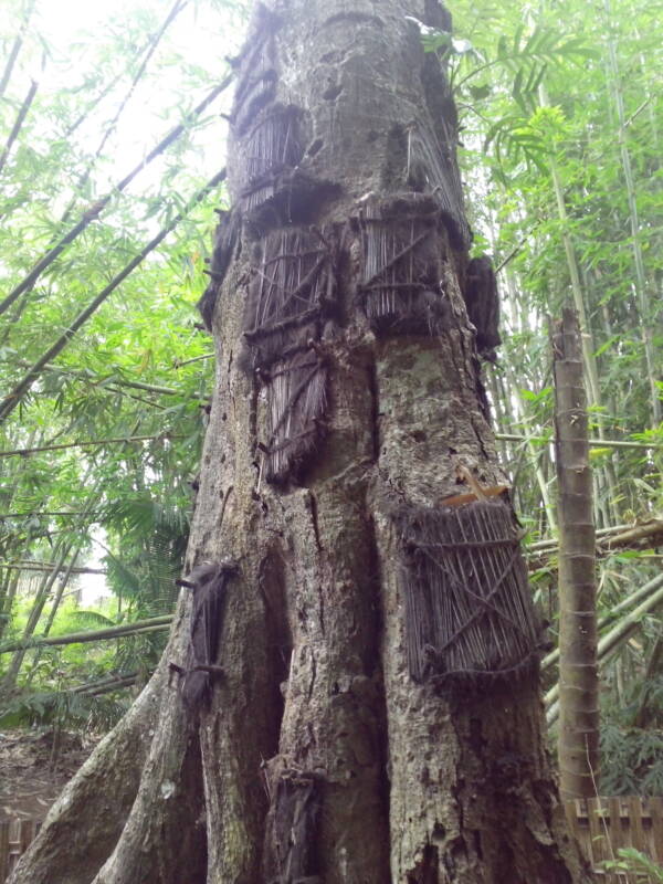 Toraja: pueblo indonesio famoso por sus espantosos rituales de muerte 6 tumba del árbol bebé toraja