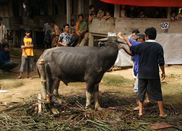 Toraja: pueblo indonesio famoso por sus espantosos rituales de muerte 4 Matadero de búfalos de Toraja