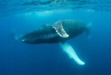 Una oportunidad de oro para proteger el “Corredor Azul” del Pacífico – 4 A Golden Chance to Protect the Pacific’s ‘Blue Corridors’